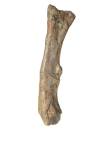 Thescelosaurus Femur