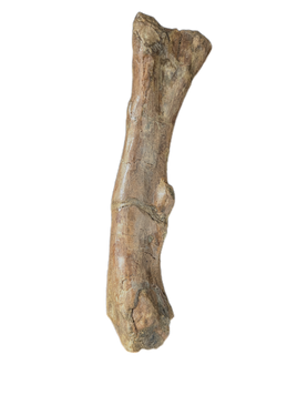 Thescelosaurus Femur