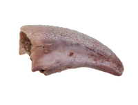 Theropod Dinosaur Claw, Kem Kem