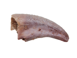 Theropod Dinosaur Claw, Kem Kem