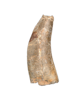 Large Eococharia Tooth, Elrhaz Formation