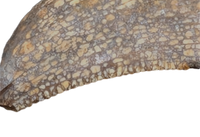 Large Acheroraptor Tooth