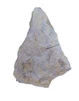 Triceratops Frill Section