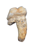 Cave Bear Tooth