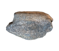 Stegosaurus Vertebrae, Morrison Formation