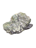 Allosaurus Tooth,  Morrison Formation