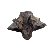 Snake Vertebra, Judith River Formation