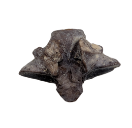 Snake Vertebra, Judith River Formation