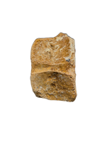 Polycotylid? Plesiosaur Vertebra