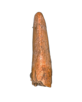 Theropod Tooth from the Mid Jurassic, Madagascar