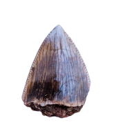 Phytosaur Tooth, Bull Canyon Formation