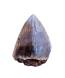 Phytosaur Tooth, Bull Canyon Formation