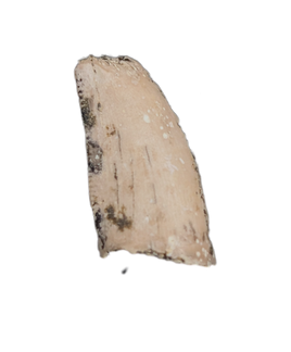 Ceratosaurid? Tooth from the Mid Jurassic, Madagascar