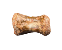 Theropod Dinosaur Tail Vertebra, Kem Kem
