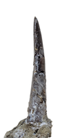 Megalosaurid Tooth, El Mers Formation