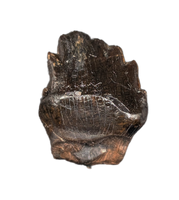 Denversaurus Tooth from the Hell Creek Formation of