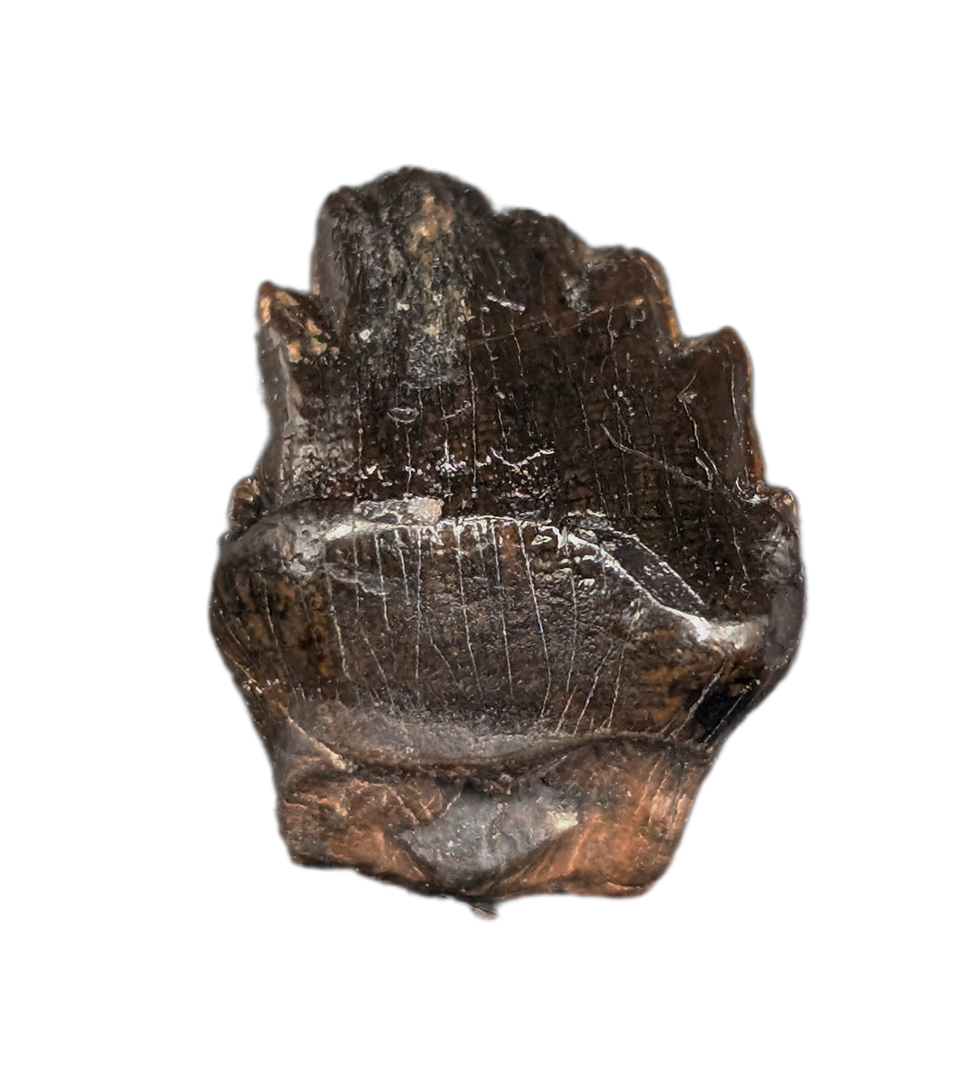 Denversaurus Tooth from the Hell Creek Formation of| The Daily Rex