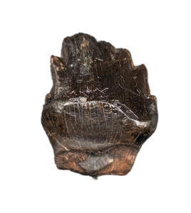 Denversaurus Tooth from the Hell Creek Formation of