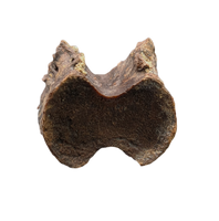Pterosaur Azhdarchidae (Infernodrakon?) Vertebra