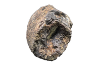 Tyrannosaur Tooth, Two Medicine Formation.