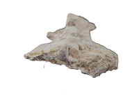 Stegosaur Humerus, El Mers Formation
