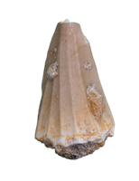 Gavialimimus Tooth, Morocco (Mosasaur)