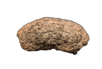 Europelta Scute, Early Cretaceous, Spain