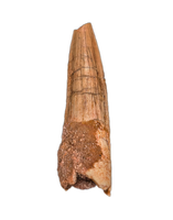 Spinosaurus Tooth