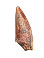 Triassic Dinosaur (Gojirasaurus?) Tooth