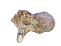 Spinosaurus Cervical (Neck) Vertebrae