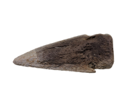 Basilemys variolosa (Turtle) Claw, Hell Creek Formation