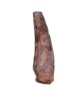 Ichthyovenator Tooth (Rare Spinosaurid), Early Cretaceous