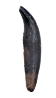 Mammal Canine, Hell Creek Formation