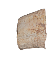 Deinonychus Claw Section, Cloverly Formation