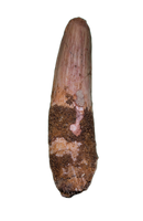 Spinosaurus Tooth