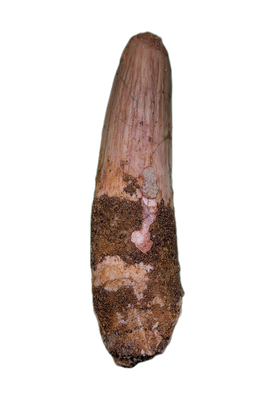 Spinosaurus Tooth