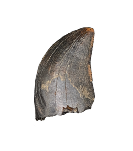 Tyrannosaur Tooth, Judith River Formation