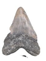 Megalodon Tooth