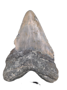 Megalodon Tooth