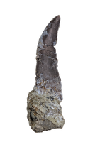 Megalosaurid Tooth, El Mers Formation