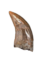 Acheroraptor Tooth from the Hell Creek Formation
