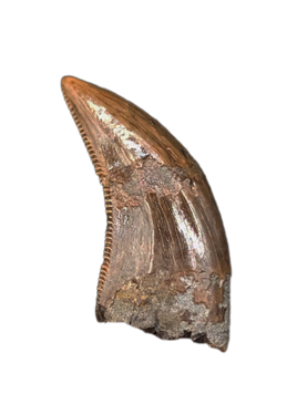 Acheroraptor Tooth from the Hell Creek Formation