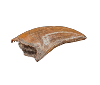 Raptor Tooth from the Hell Creek Formation