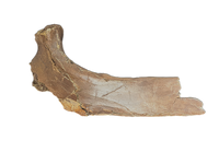 Tyrannosaurus Rex Rib