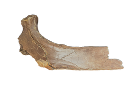 Tyrannosaurus Rex Rib