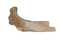 Tyrannosaurus Rex Rib