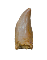 Noasaurid Pre Maxilla Tooth, Kem Kem