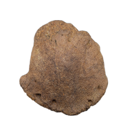 Edmontosaurus Claw (Ungal), Hell Creek Formation
