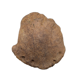 Edmontosaurus Claw (Ungal), Hell Creek Formation