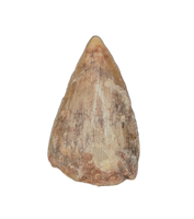 Phytosaur Tooth, Chinle Formation